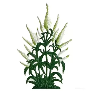 FC28A Long Leafed White Veronica Flowers