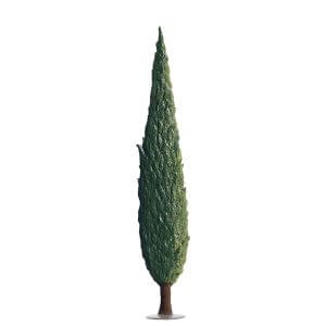 TC18S Small Summer Cypress Tree
