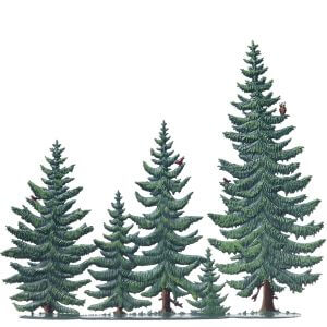 TC22S Summer Pine Tree Group