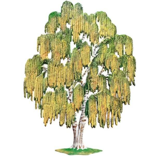 TC23F Fall weeping willow