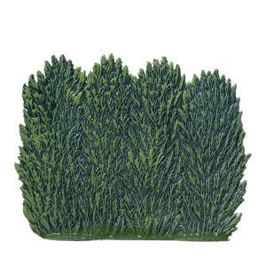 TC25S Summer Hedge